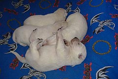 B: les males 1 semaine/ the males 1 week