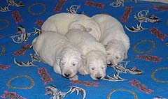 B: les males 1 semaine/ the males 1 week