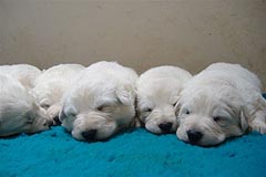 C: 3 semaines/3weeks