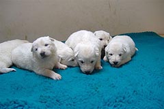 C: 3 semaines/3weeks