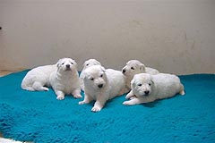 C: 3 semaines/3weeks