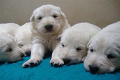 C: 3 semaines/3weeks