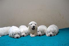 C: 3 semaines/3weeks