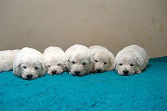 C: 3 semaines/3weeks