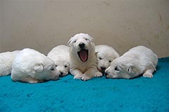 C: 3 semaines/3weeks