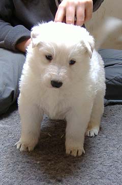 D: 4 semaines/4weeks