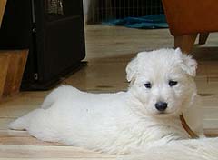 D: 4 semaines/4weeks