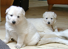 D: 4 semaines/4weeks