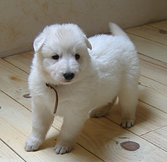 D: 4 semaines/4weeks