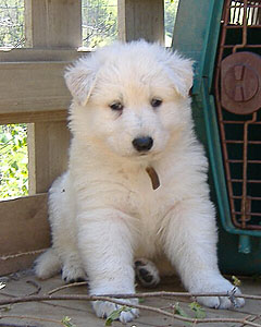 E:5semaines / 5 weeks