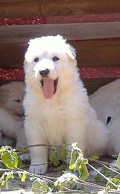 E:5semaines / 5 weeks
