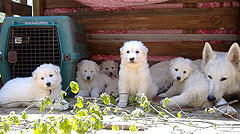 E:5semaines / 5 weeks