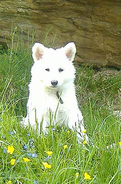 G: 7 semaines / 7 weeks