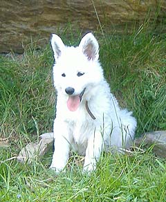 G: 7 semaines / 7 weeks