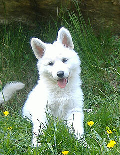 G: 7 semaines / 7 weeks