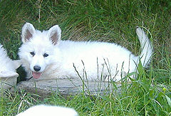 G: 7 semaines / 7 weeks