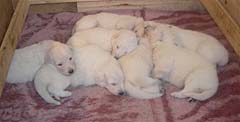 Danka et sa bebes/ Danka and her babies