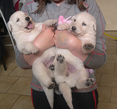 day 17 Danka et sa bebes/ Danka and her pups