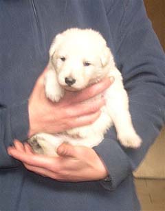 3 semaines/3 weeks