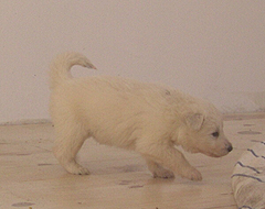 4 semaines/ 4 weeks
