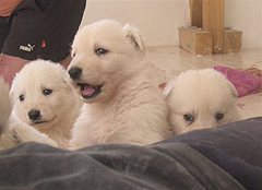 4 semaines/ 4 weeks