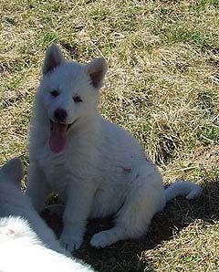 G : 7 semaines / 7 weeks