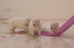 4 semaines/ 4 weeks