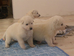 4 semaines/ 4 weeks