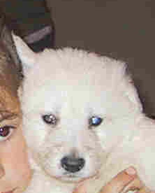 male 5 sem. / weeks bleu eclaire/ light blue