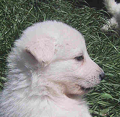 male 5 sem. / weeks vert eclaire/ light green