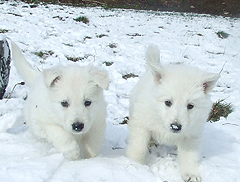 F: Talk about snow nose !!