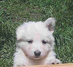 breeds that start with p breeds that start with p small sized breeds names of small breeds breeds that start with p breeds that start with p small sized breeds names of small breeds