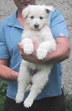 femelle 6 sem. / 6 weeks